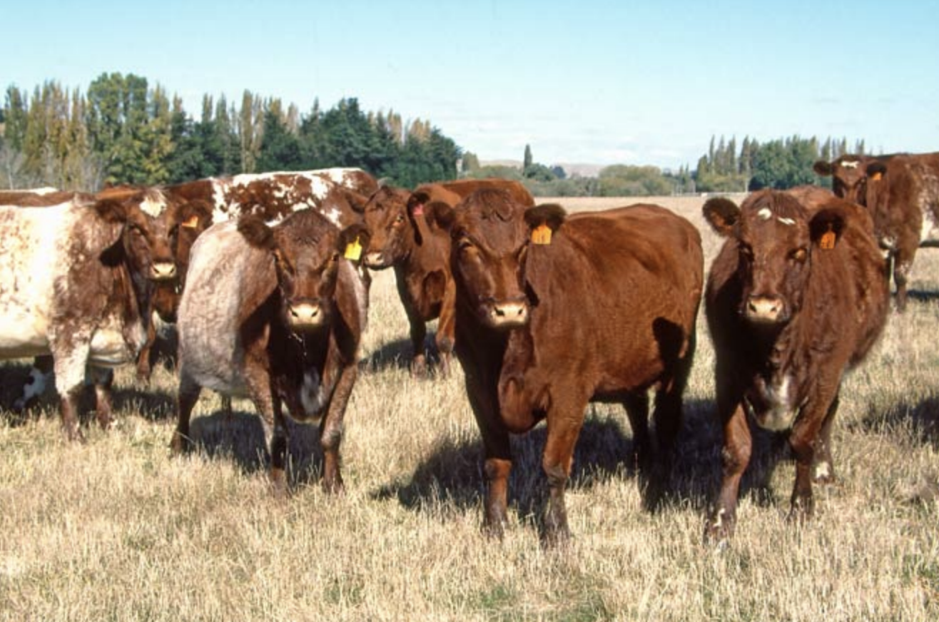 What Conventional New Zealand Beef May Have Been Exposed To