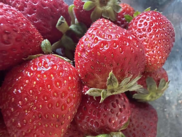 The Best Strawberry of My Life. It Was ORGANIC.